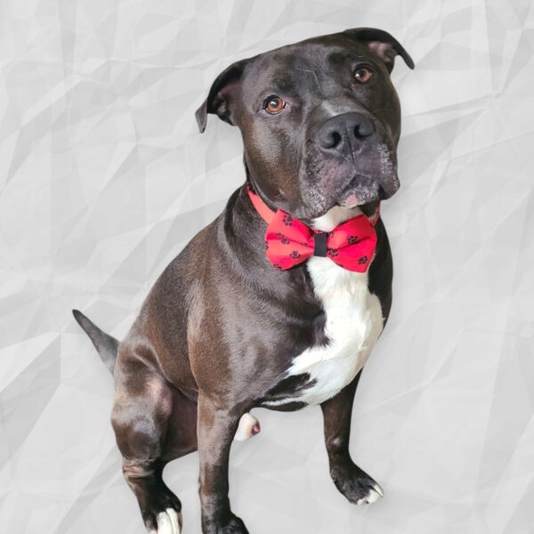 Look at this handsome dude sporting his bowtie!